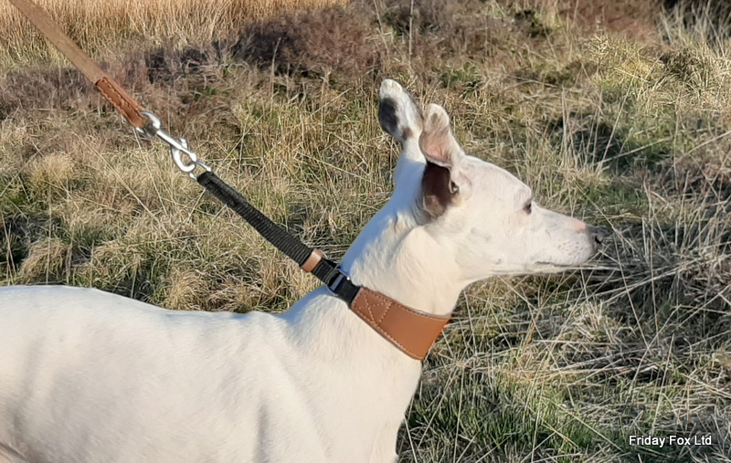 Whippet Martingale Collar